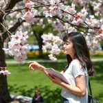 2025 Spring Flower Blooming Period and Top 3 Attractions Forsythia Azalea Plum Rapeseed